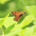 Large Skipper _MG_2180 Large Skipper.JPG